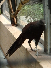 Polyplectron inopinatum