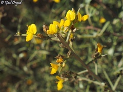 Genista fasselata