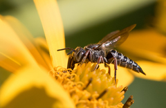 Coelioxys octodentatus