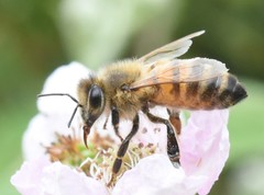 Apis mellifera