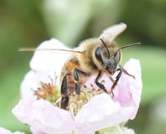 Apis mellifera