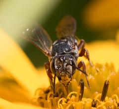 Coelioxys octodentatus