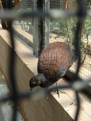 Polyplectron inopinatum