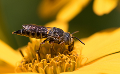Coelioxys octodentatus