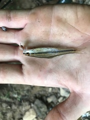 Notropis alborus