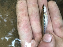 Notropis alborus