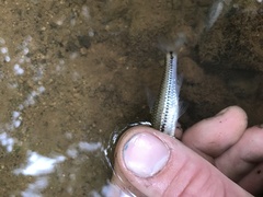 Notropis alborus