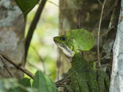 Basiliscus galeritus