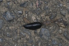 Necrophila americana