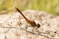 Sympetrum sanguineum