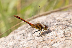 Sympetrum sanguineum