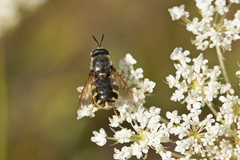 Stratiomys singularior