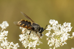 Stratiomys singularior