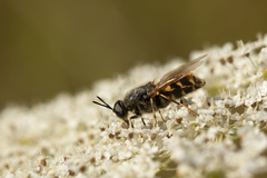 Stratiomys singularior