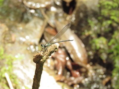 Amphipteryx agrioides