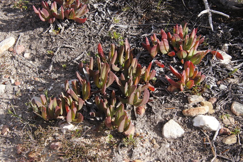 Carpobrotus mellei (Carpobrotus mellei)