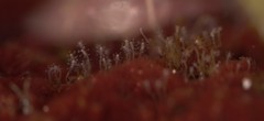 Sarsia