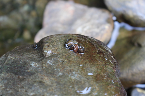 Hydrobiosidae