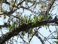 Microgramma mortoniana