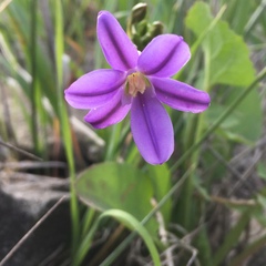 Brodiaea kinkiensis