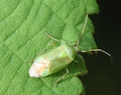 Apolygus spinolae