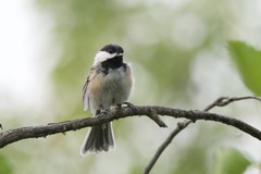 Poecile atricapillus