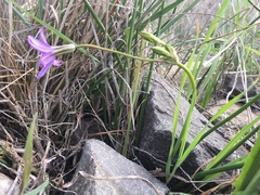 Brodiaea kinkiensis