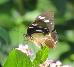 Papilio dardanus cenea