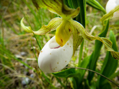 Cypripedium candidum