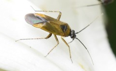 Plagiognathus arbustorum