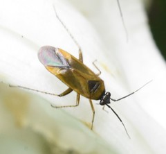 Plagiognathus arbustorum