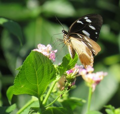 Papilio dardanus cenea