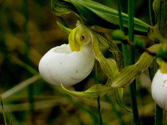 Cypripedium candidum