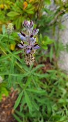 Lupinus pratensis