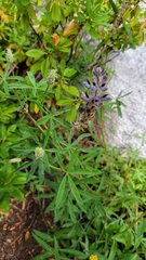 Lupinus pratensis