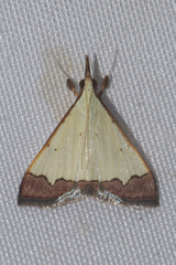 Autocharis hedyphaes