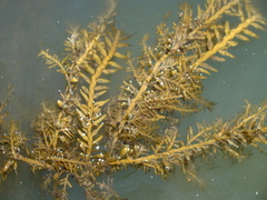 Carpophyllum maschalocarpum