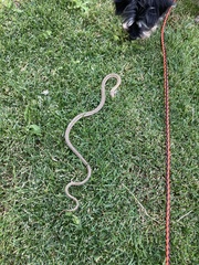 Thamnophis elegans vagrans