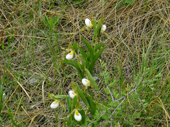 Cypripedium candidum
