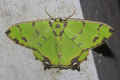 Agathia lycaenaria