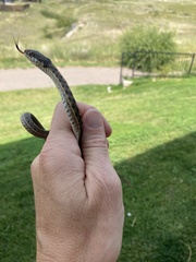 Thamnophis elegans vagrans