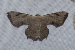 Dysaethria quadricaudata