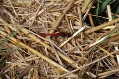 Sympetrum sanguineum