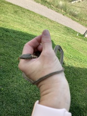 Thamnophis elegans vagrans