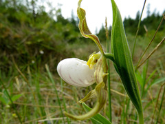 Cypripedium candidum