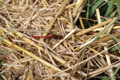 Sympetrum sanguineum