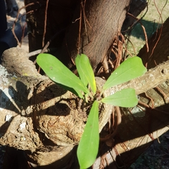 Ficus natalensis