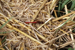 Sympetrum sanguineum