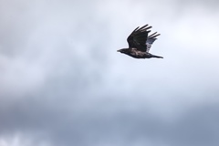 Corvus cornix × corone