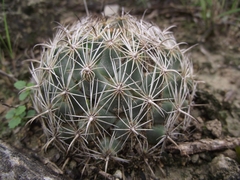 Coryphantha delicata